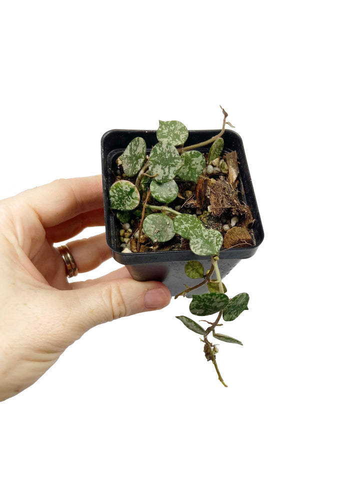 Hoya Curtisii