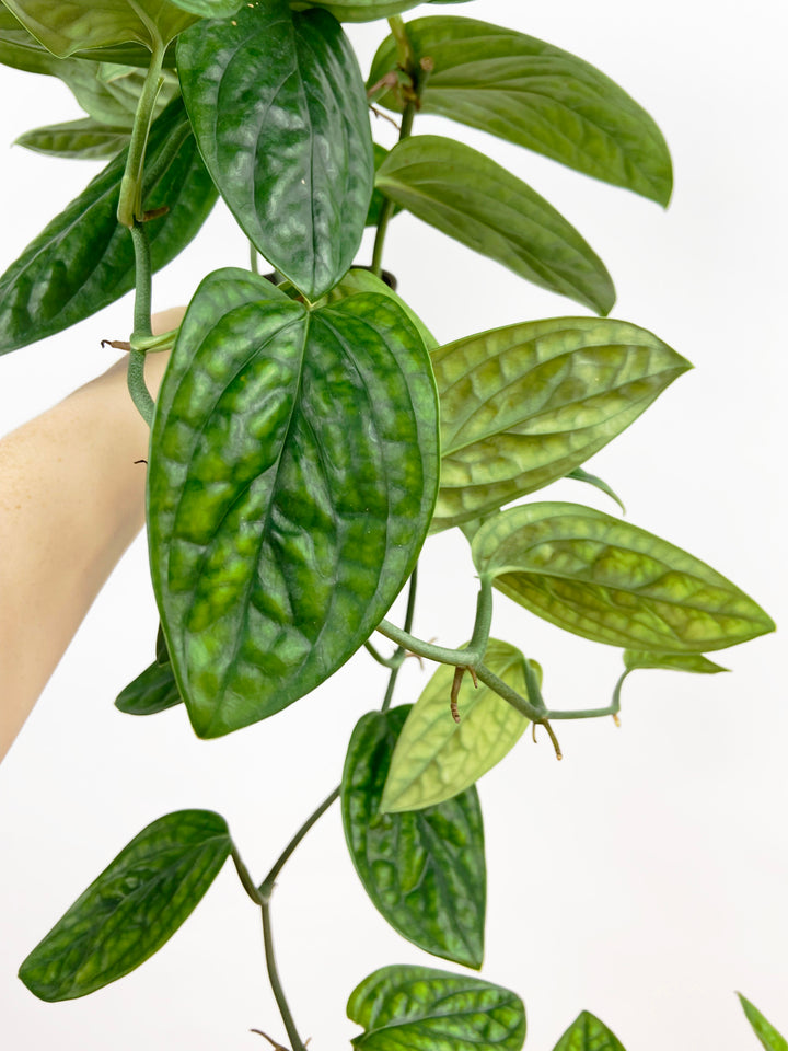 Monstera Peru