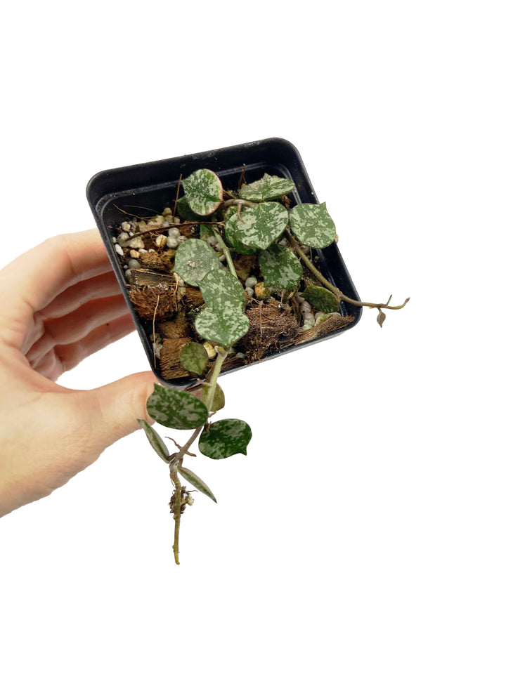 Hoya Curtisii