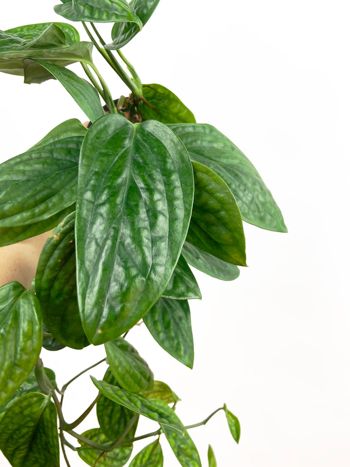 Monstera Peru