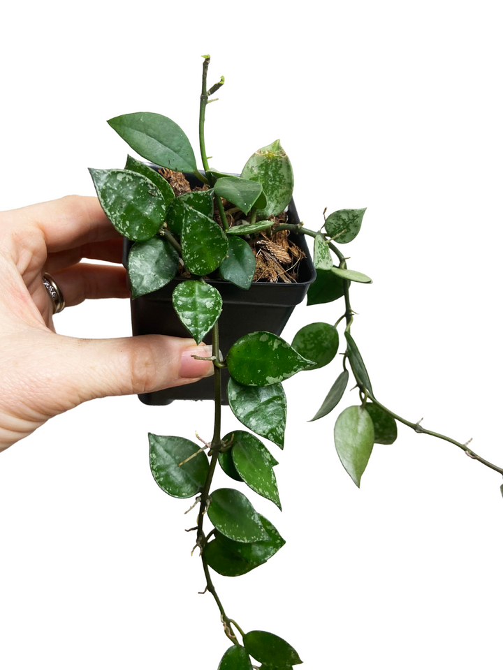 Hoya Krohniana Snow Caps