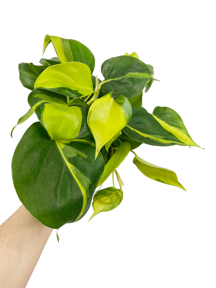 Philodendron Brasil