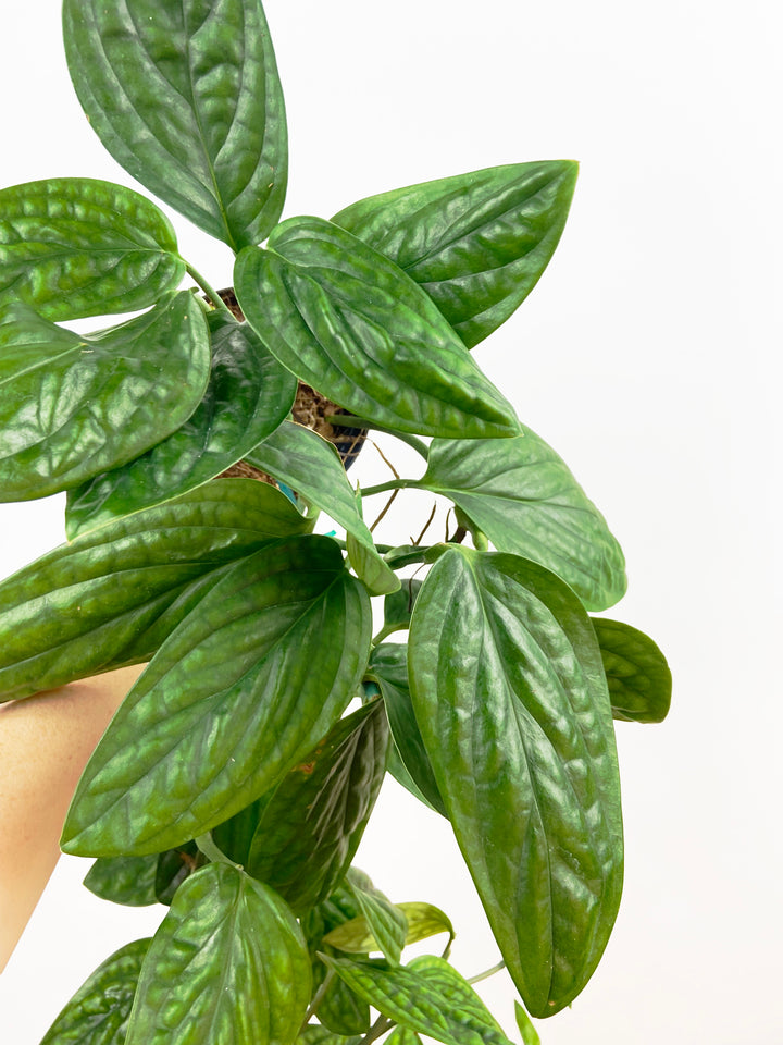 Monstera Peru