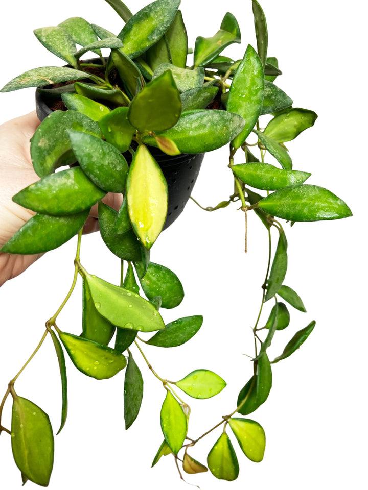 Hoya Burtoniae Inner Variegated