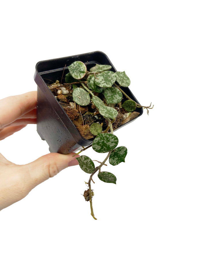 Hoya Curtisii