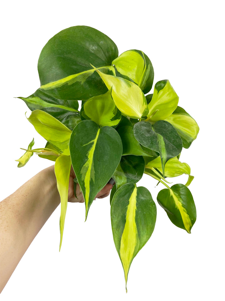 Philodendron Brasil