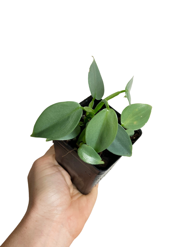 Philodendron Silver Sword