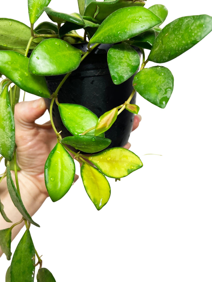 Hoya Burtoniae Inner Variegated