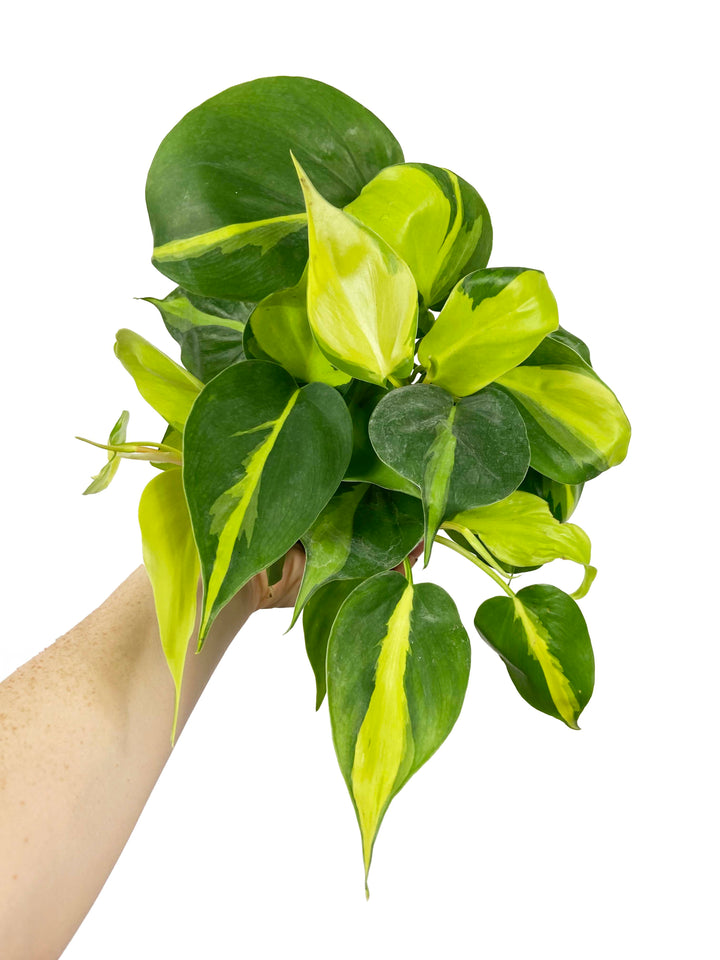 Philodendron Brasil