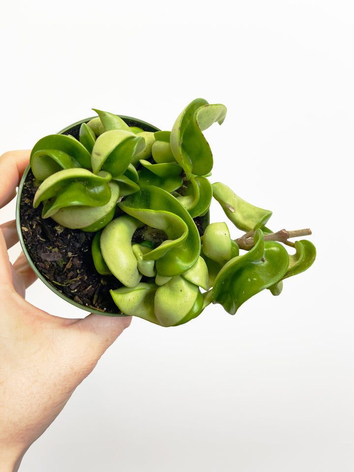 Hoya Carnosa Compacta