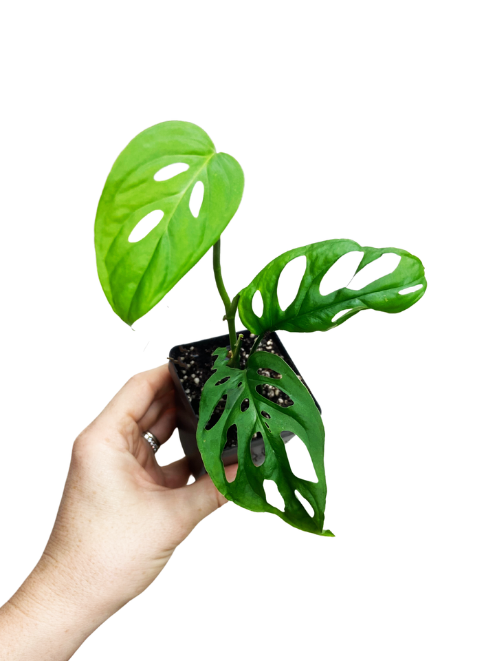 Monstera Adansonii "Swiss Cheese"