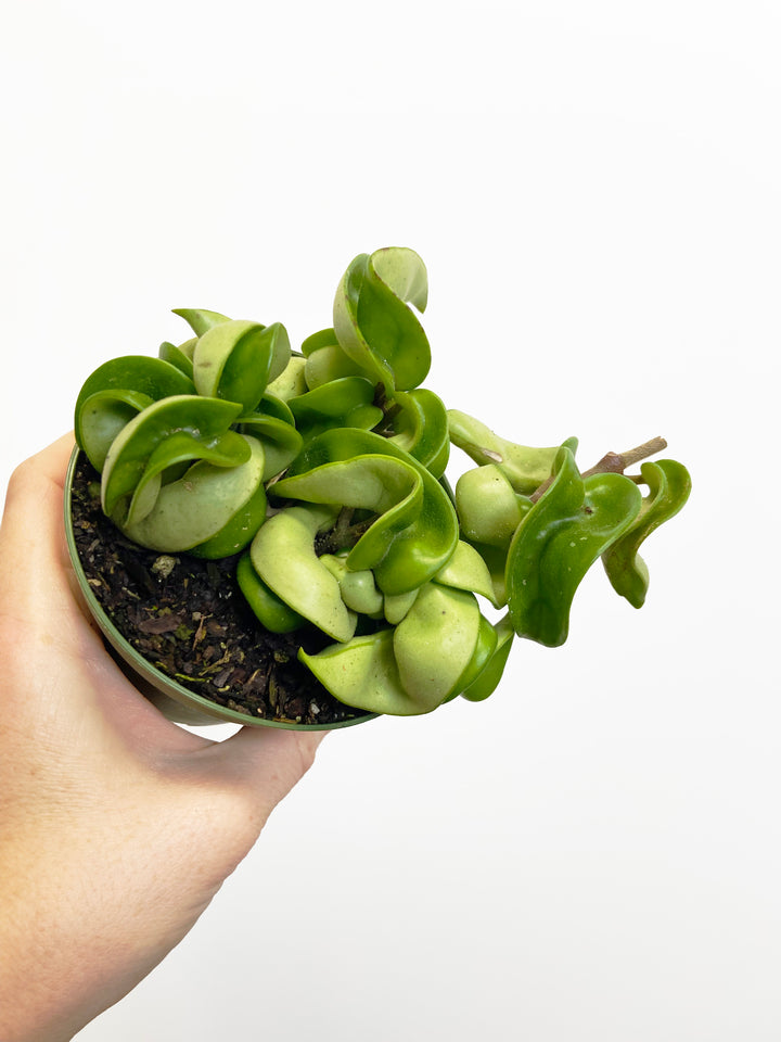 Hoya Carnosa Compacta