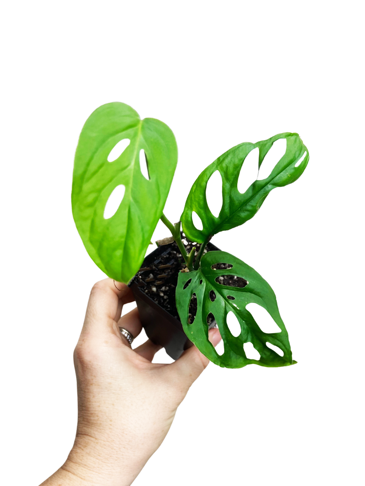 Monstera Adansonii "Swiss Cheese"