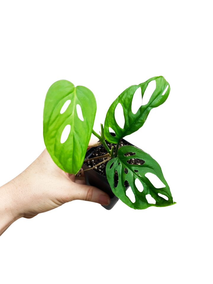 Monstera Adansonii "Swiss Cheese"