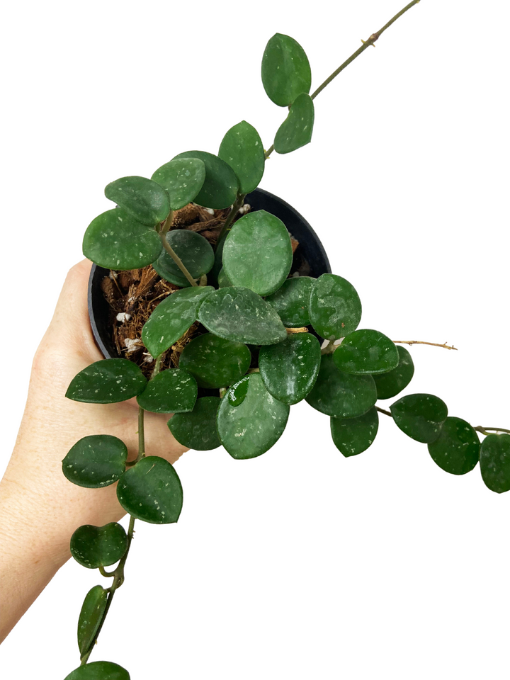 Hoya Mathilde