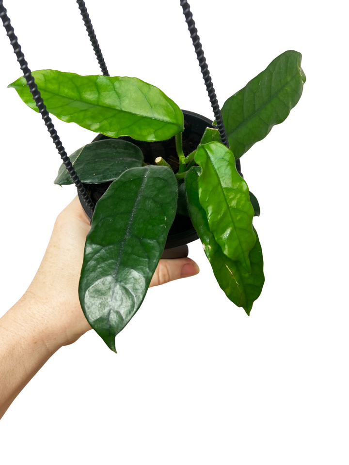 Hoya Globulosa