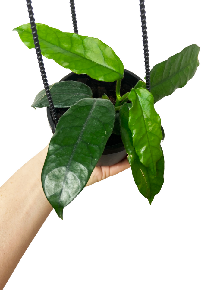 Hoya Globulosa