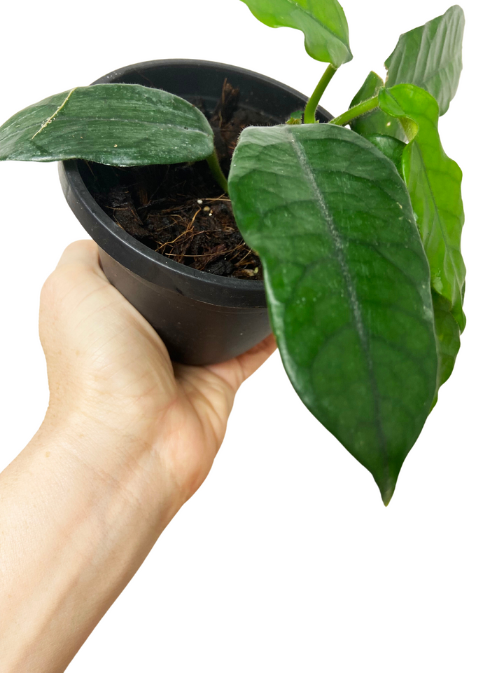 Hoya Globulosa