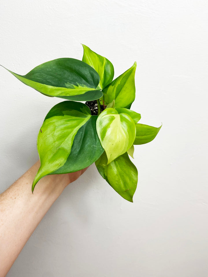 Philodendron Brasil