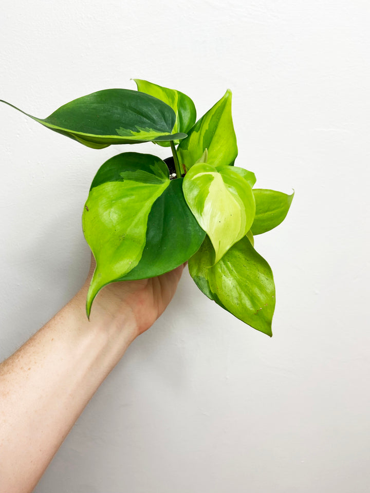 Philodendron Brasil