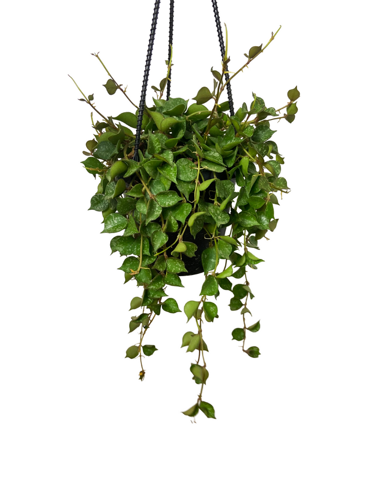 Hoya Curtisii