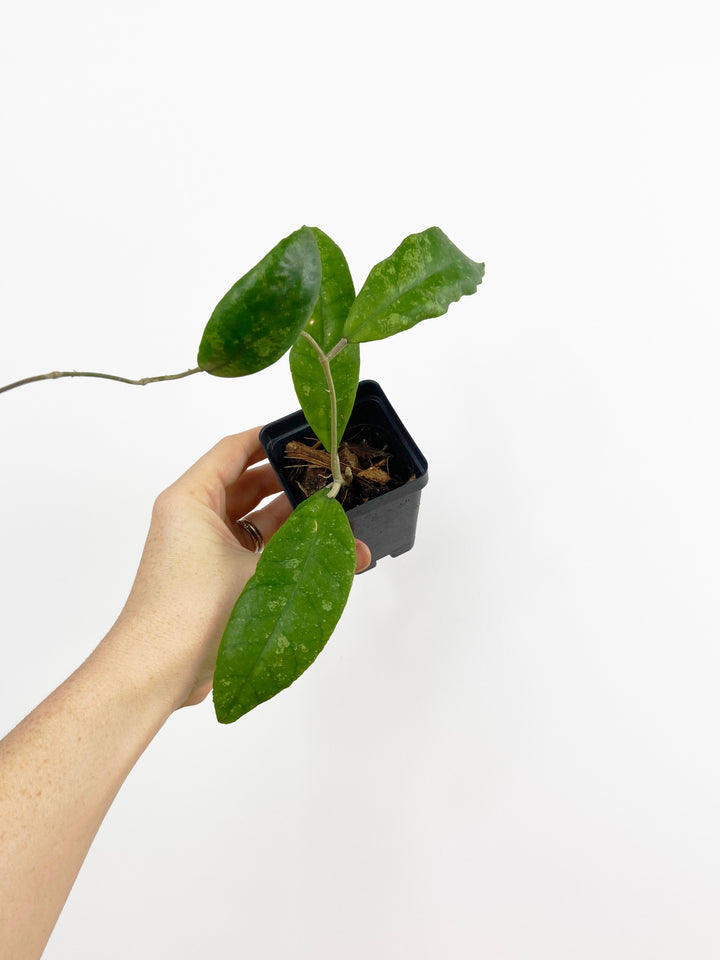 Hoya Finlaysonii Chicken Farm