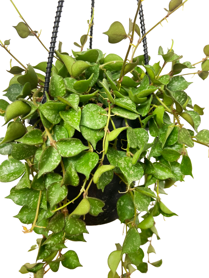 Hoya Curtisii