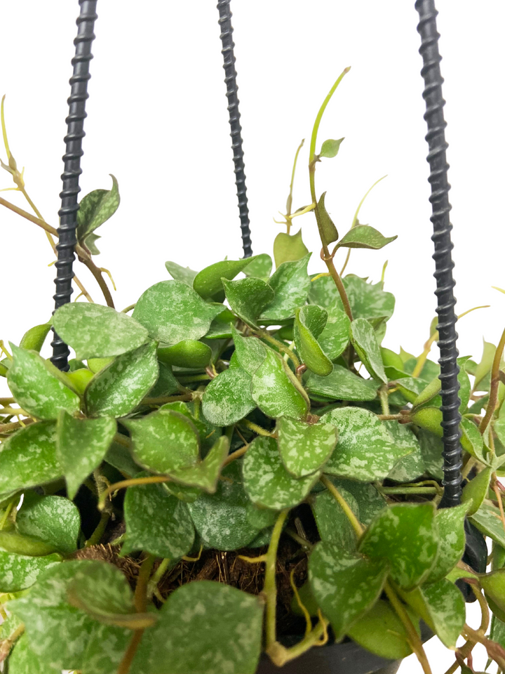 Hoya Curtisii