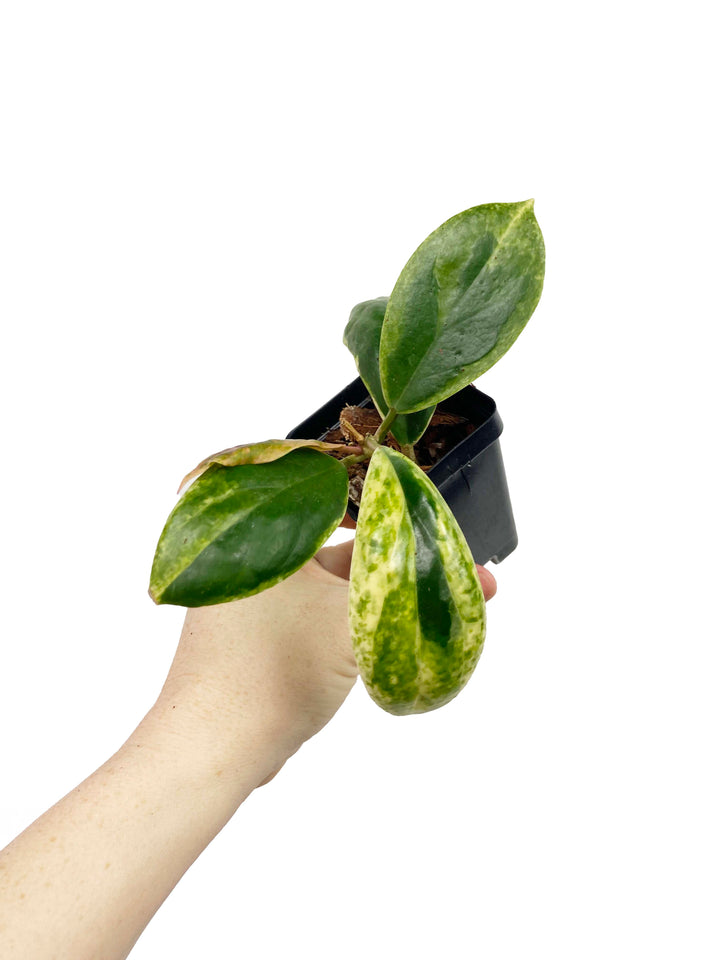 Hoya Incrassata Albomarginata