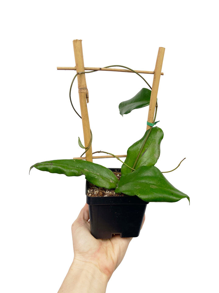 Hoya Erythrina