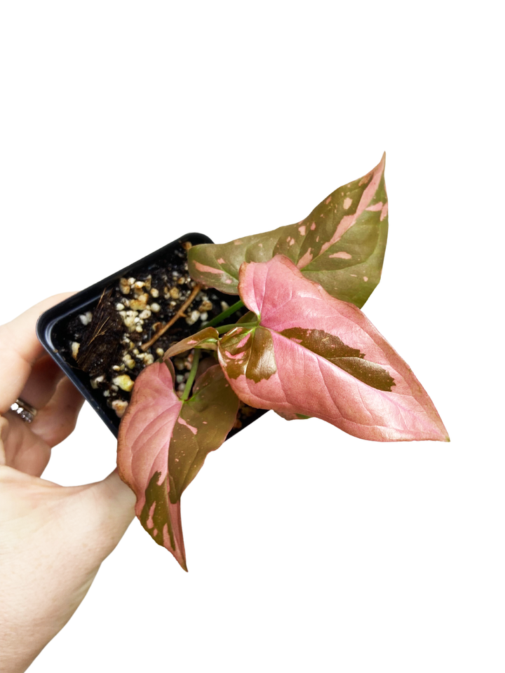 Syngonium Pink Splash