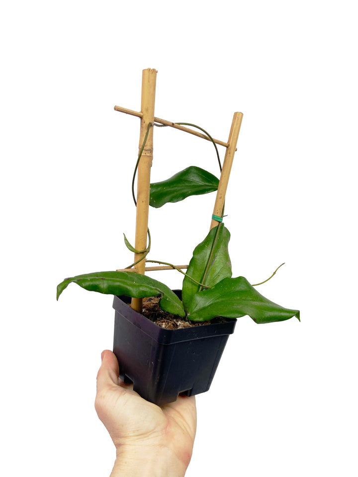Hoya Erythrina