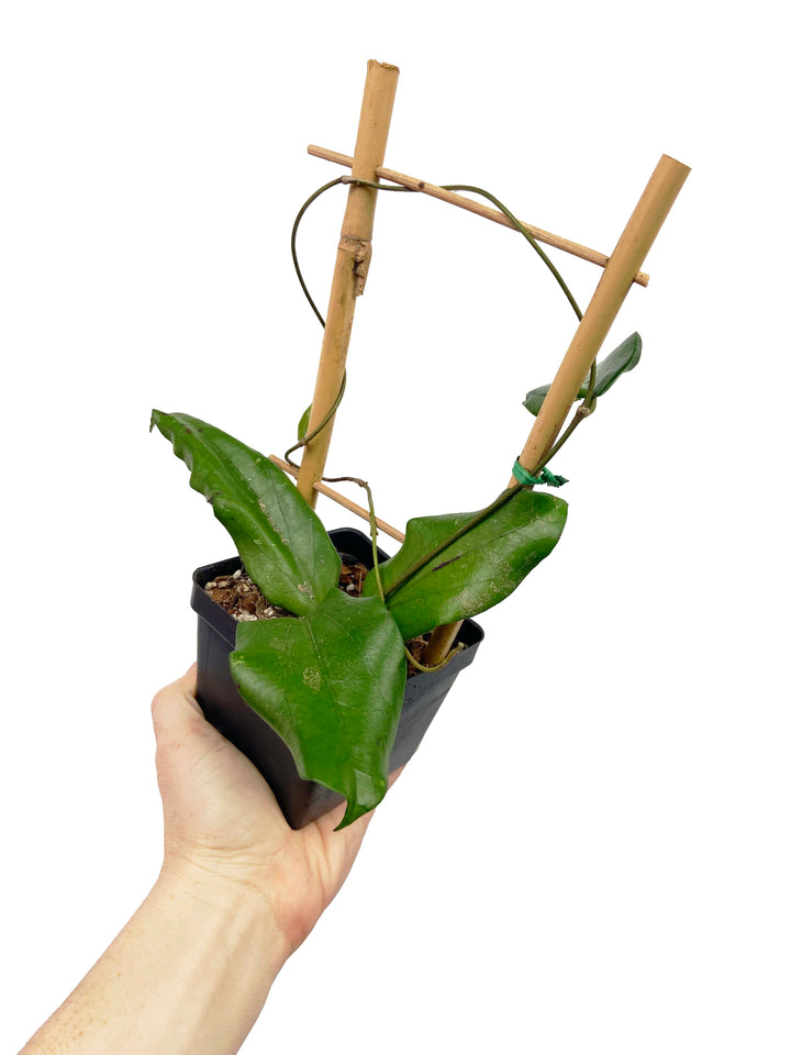 Hoya Erythrina