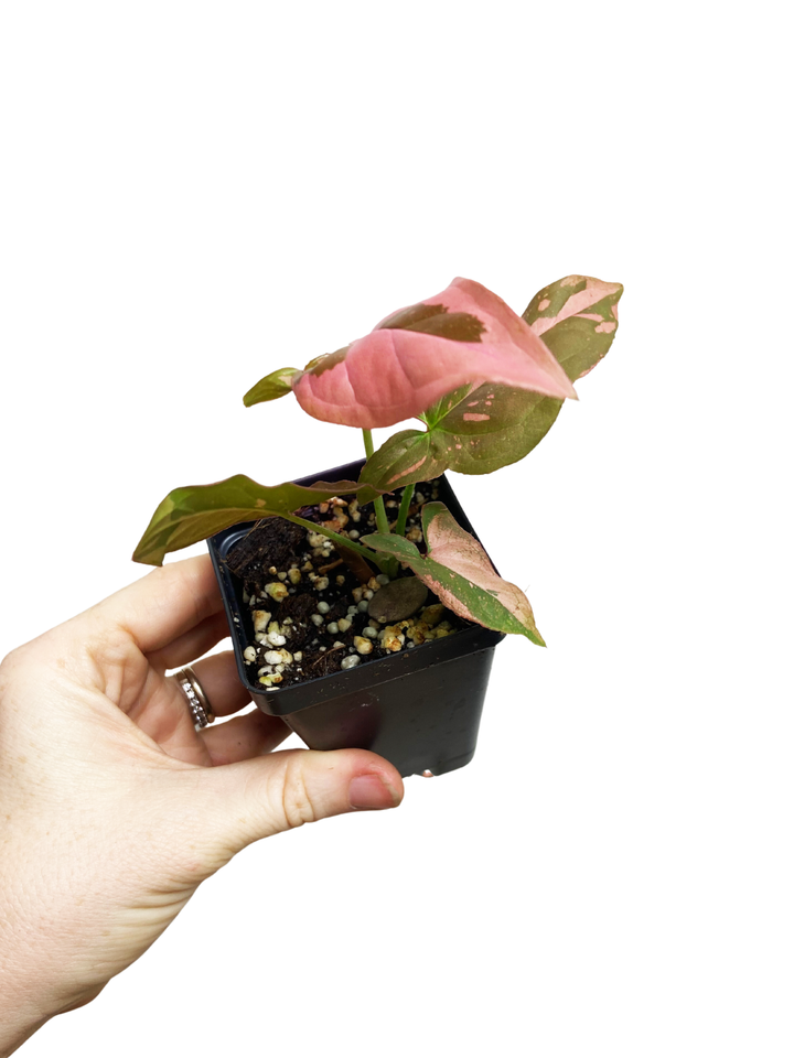 Syngonium Pink Splash