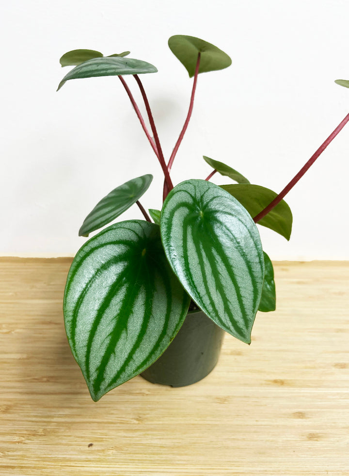 Peperomia Argyreia
