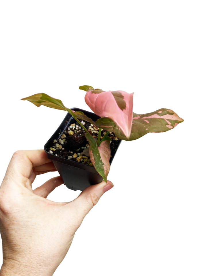 Syngonium Pink Splash