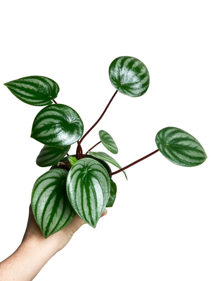 Peperomia Argyreia