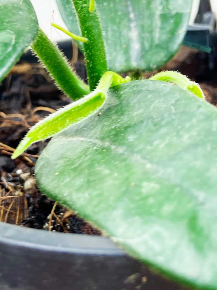 Hoya Globulosa