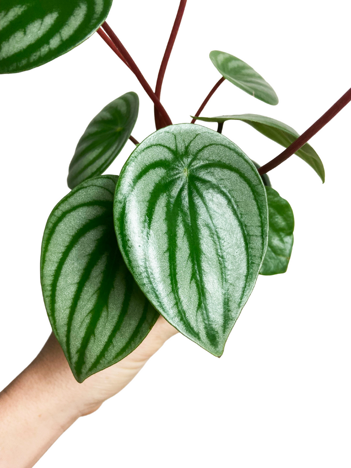 Peperomia Argyreia