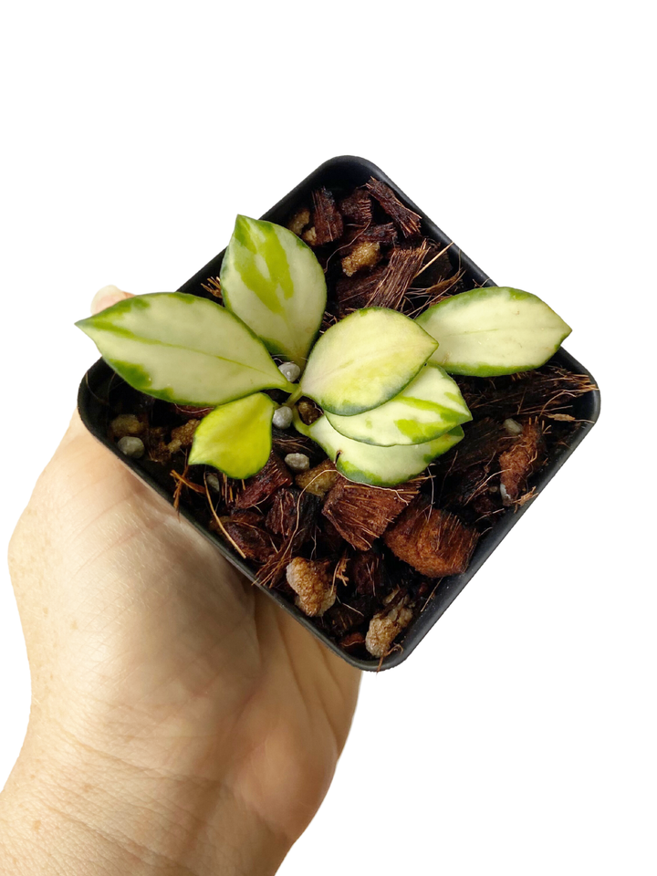 Hoya Heuschkeliana Variegata