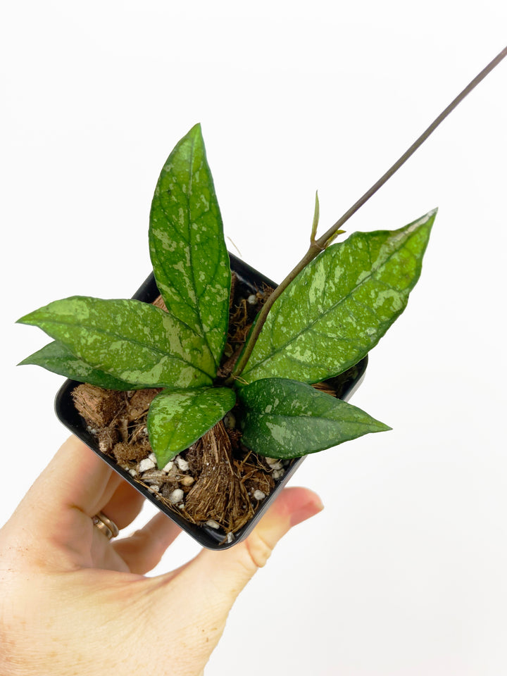 Hoya Crassipetiolata Splash