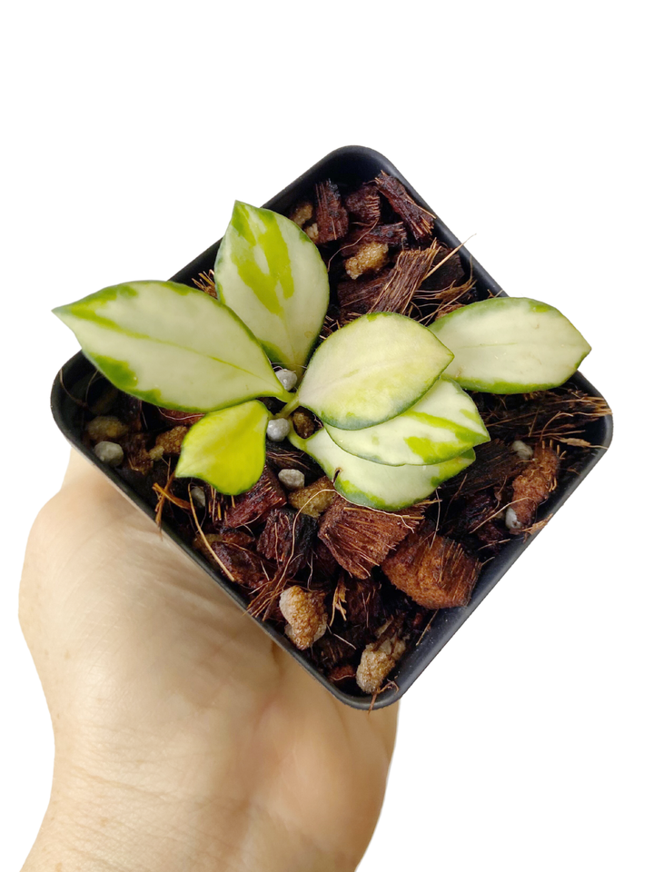 Hoya Heuschkeliana Variegata