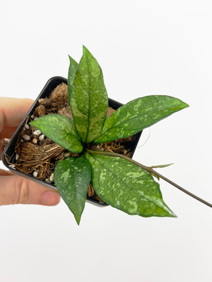 Hoya Crassipetiolata Splash