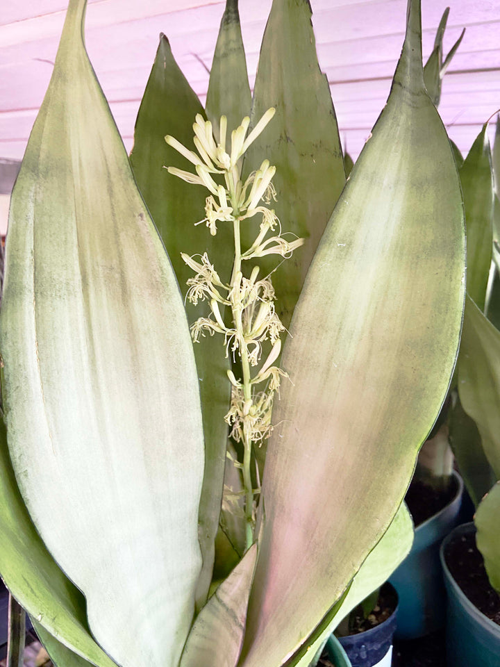 Sansevieria Moonshine