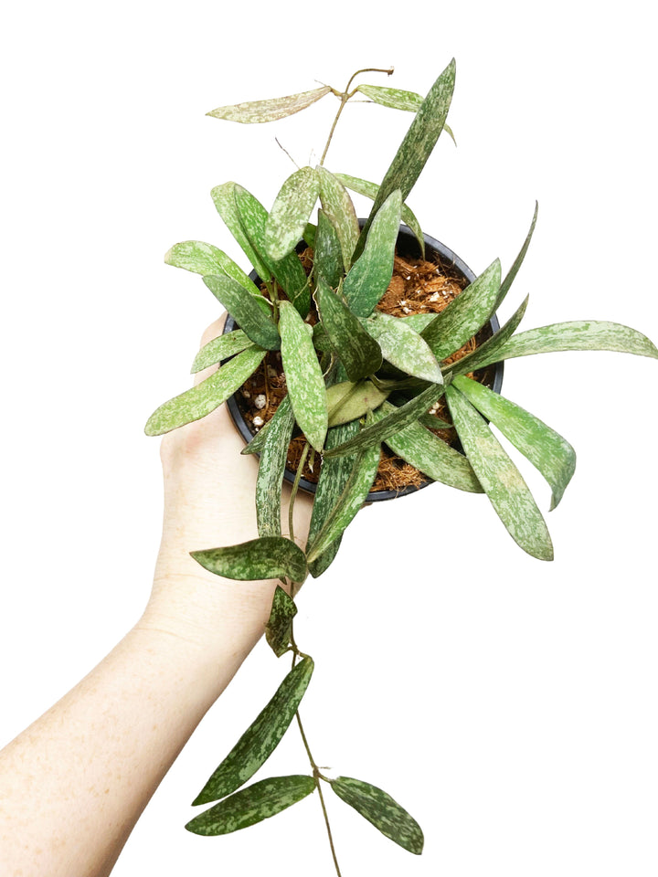 Hoya Sigillatis