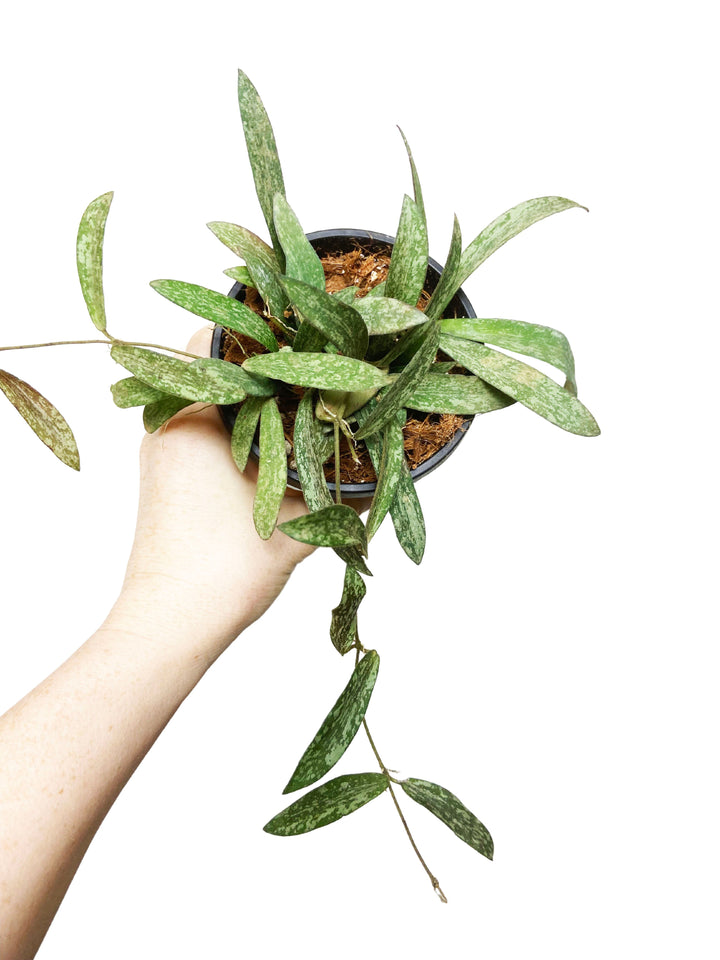 Hoya Sigillatis