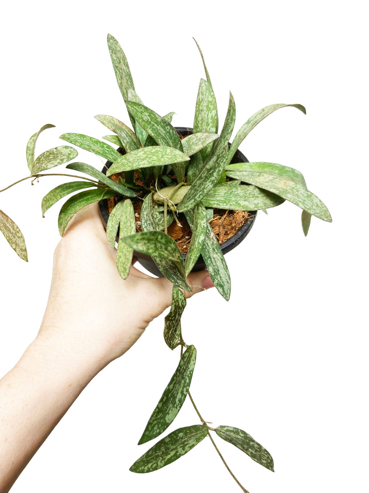 Hoya Sigillatis