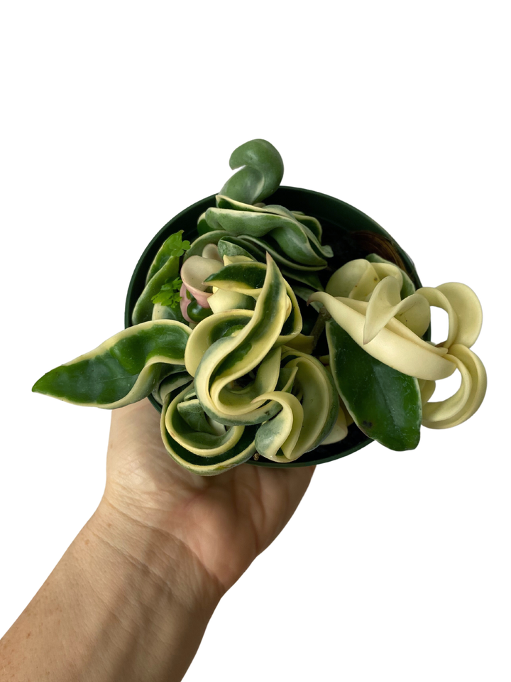 Hoya Carnosa Compacta Variegated
