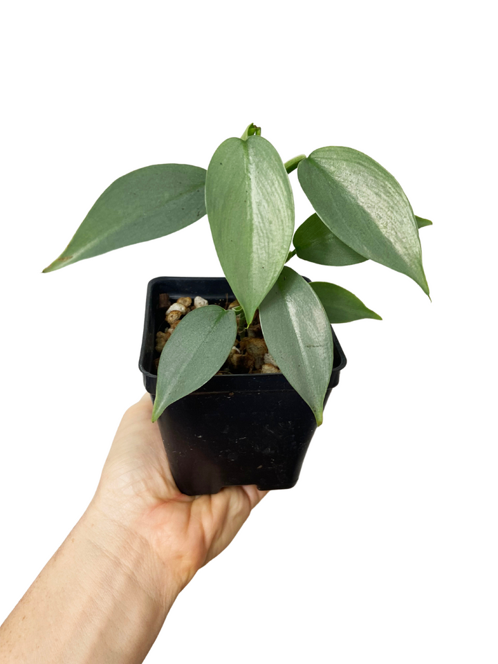 Philodendron Silver Sword