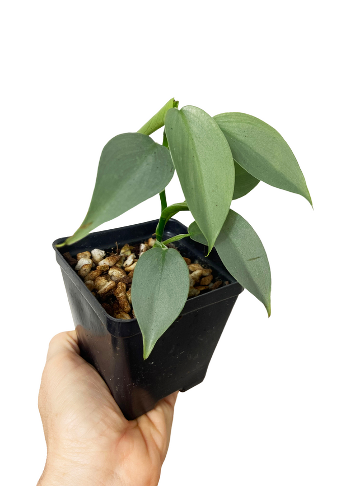 Philodendron Silver Sword